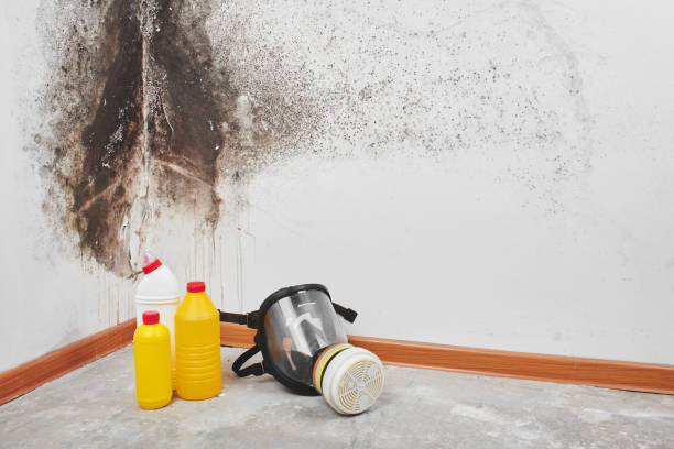Best Mold Remediation for Schools in Central Gardens, TX