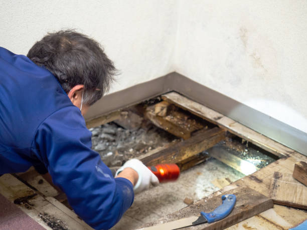 Best Localized Mold Remediation (e.g., coastal areas, humid climates) in Central Gardens, TX