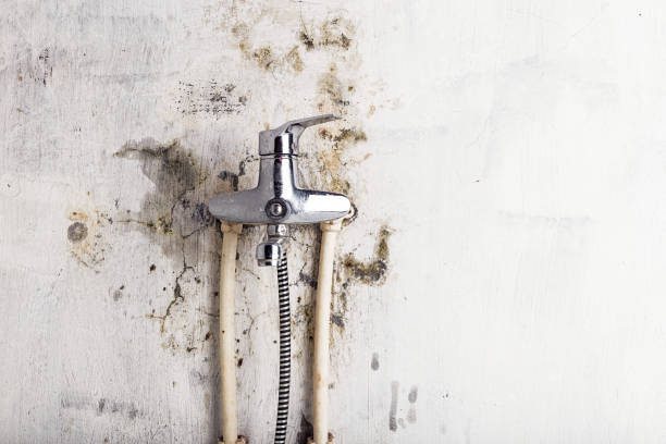 Best Kitchen Mold Remediation in Central Gardens, TX
