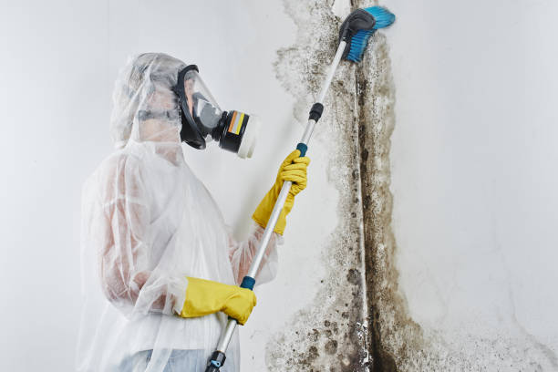 Best Mold Remediation for Specific Building Types in Central Gardens, TX