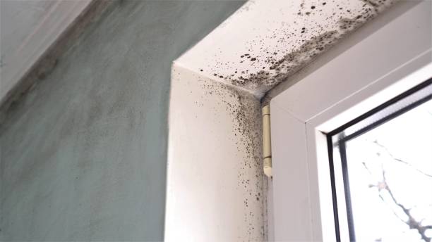 Best White Mold Remediation in Central Gardens, TX