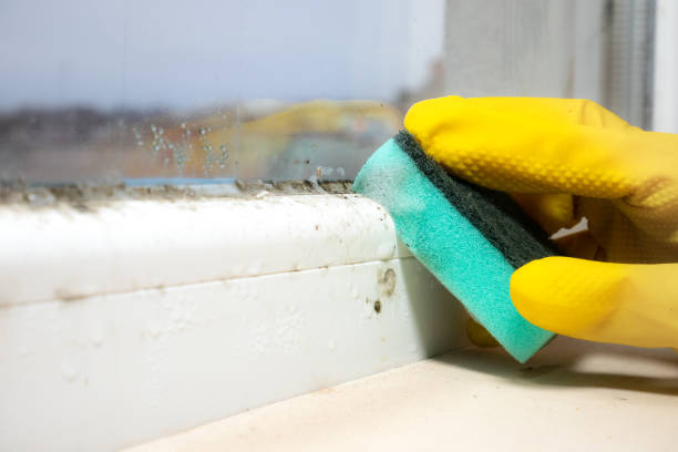 Best Crawl Space Mold Remediation in Central Gardens, TX