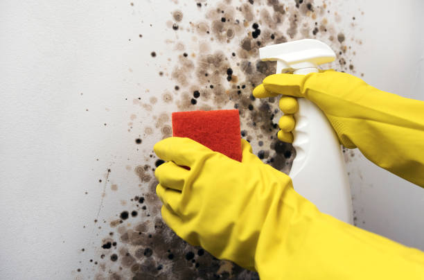 Best Mold Remediation for Specific Building Types in Central Gardens, TX