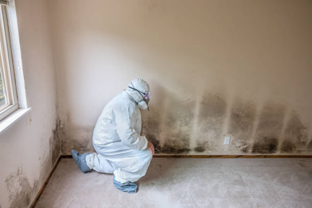 Reliable Central Gardens, TX Mold Remediation Solutions