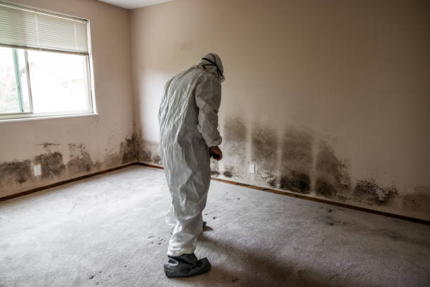 Best White Mold Remediation in Central Gardens, TX