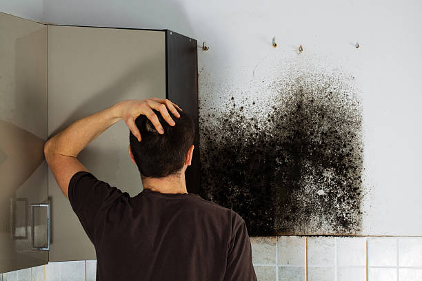 Best Industrial Mold Remediation in Central Gardens, TX