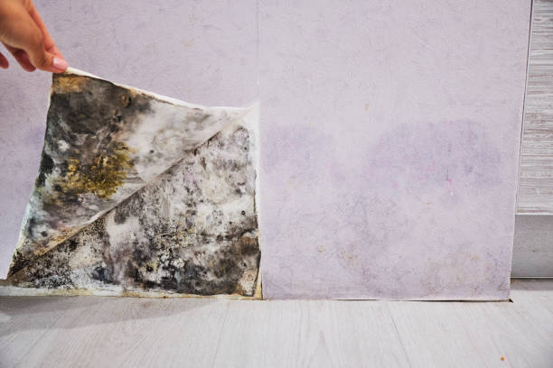 Best Black Mold Remediation in Central Gardens, TX